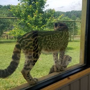 Virginia Safari Park - 8 month old king cheetahs