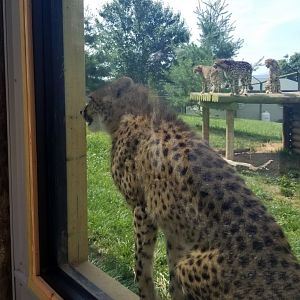 Virginia Safari Park - All 4 cubs