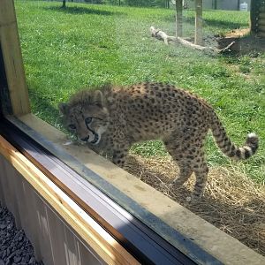 Virginia Safari Park - Being adorable