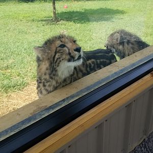 Virginia Safari Park - King cheetahs