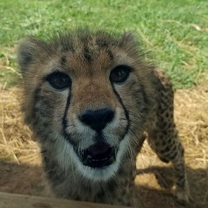Virginia Safari Park - 8 month old cheetah
