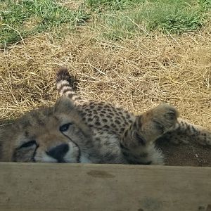 Virginia Safari Park - Wood is yummy