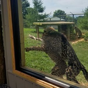Virginia Safari Park - Pouncing
