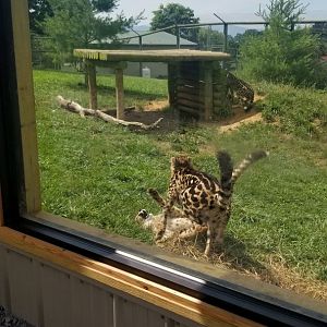 Virginia Safari Park - Wrestling