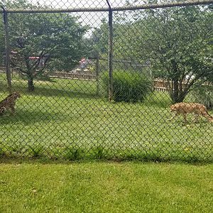 Virginia Safari Park - Getting tired