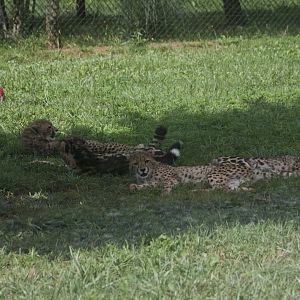 Virginia Safari Park - Resting under the tree