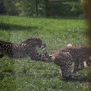 Virginia Safari Park - Playing