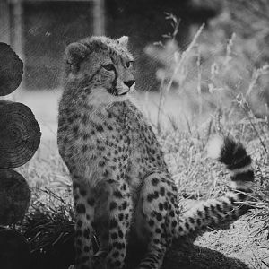Virginia Safari Park - 8 month old cheetah cub