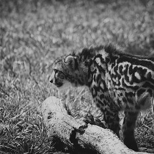 Virginia Safari Park - 8 month old king cheetah cub