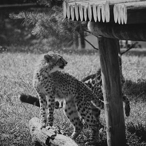 Virginia Safari Park - 8 month old cheetah cubs