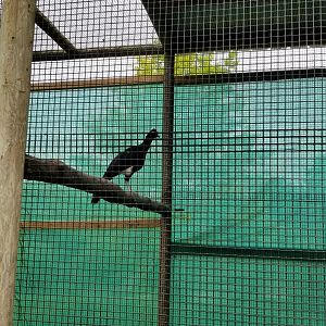 Curassow ID?