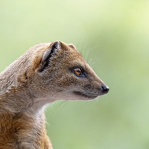 Yellow mongoose (Cynictis penicillata)
