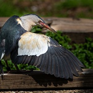 Little bittern / Hamerton / 17-6-20