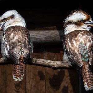 Kookaburra pair / Hamerton / 17-6-20