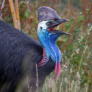 Two Wattled / Johnstone's Cassowary (female?) / Hamerton / 17-6-20