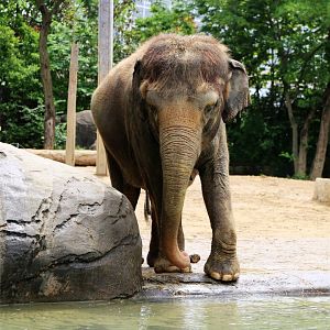 Sumatran Elephant