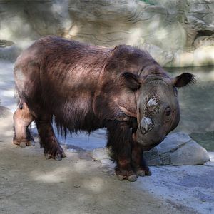 Harapan the Sumatran Rhinoceros, June 2015