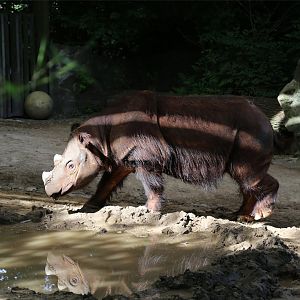 Harapan and his reflection, June 2015