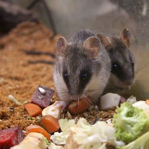 Loring's rat (Thallomys loringi)