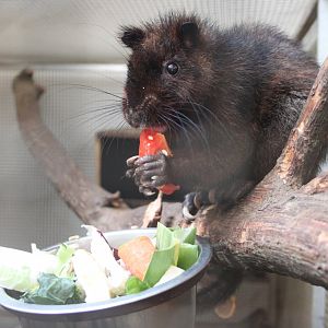 Southern Luzon giant cloud rat (Phloeomys cumingi)