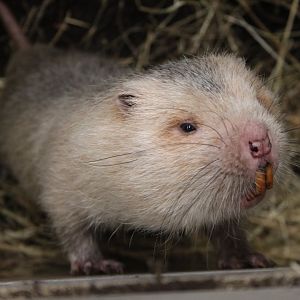 Large bamboo rat (Rhizomys sumatrensis)