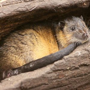 Rakali (Hydromys chrysogaster)