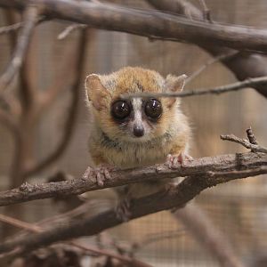 Goodman's mouse lemur (Microcebus lehilahytsara)
