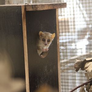 Ganzhorn's mouse lemur (Microcebus ganzhorni)