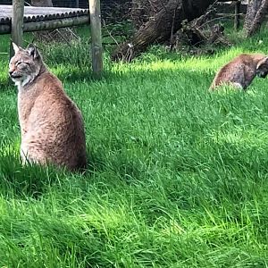 European Lynx Curraghs IOm