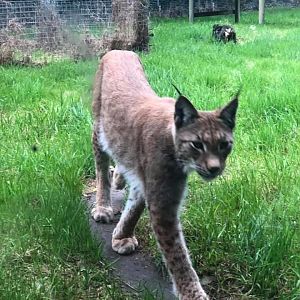 European Lynx Curraghs IOM