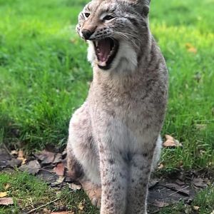European Lynx Curraghs IOM