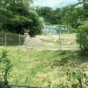 Grevy's Zebra Paddock