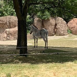 Grevy's Zebra (photo one)