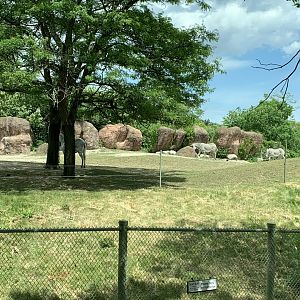 Grevy's Zebra (photo two)