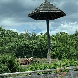 Ankole Cattle enclosure