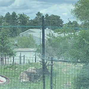 Caribou enclosure and Tundrea Trek buildings
