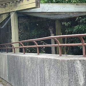 Americas Pavilion - Great Horned Owl Aviary