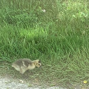 Canada Goose gosling