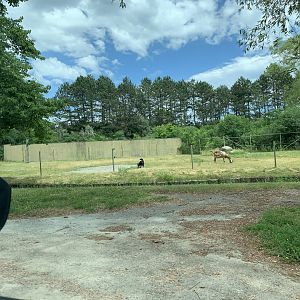 Service area and goats