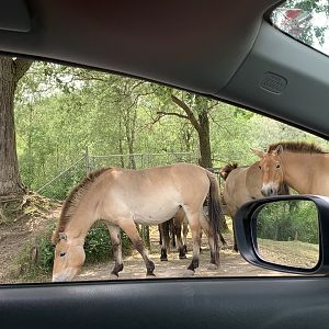 Przewalski's horse (photo one)