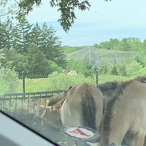 Przewalski's Horses and Bactrian Camel