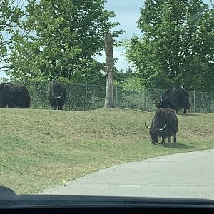 Yaks (photo two)