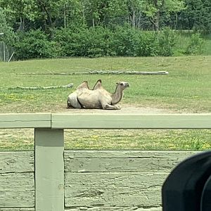 Bactrian Camel