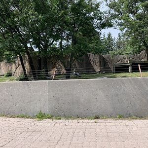 Wattled Crane/Former Dhole pen