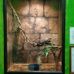 Luray Zoo - Black rat snake