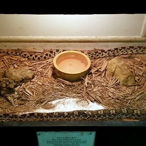 Luray Zoo - Bullsnake