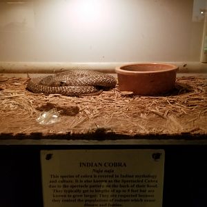 Luray Zoo - Indian cobra