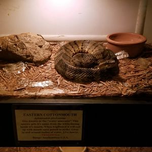 Luray Zoo - Eastern cottonmouth