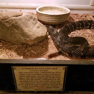 Luray Zoo - Timber rattlesnake
