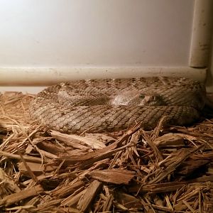 Luray Zoo - Western diamondback